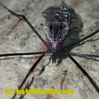 /home//u458753944/public_html/sourcegallery//Insects and small critters/flies (Diptera)/P7070254.JPG